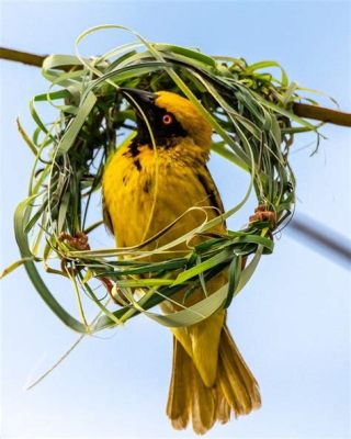  ニジイラガミサゴ、その鮮やかな体色と複雑な巣作りには驚くべき秘密が隠されている！