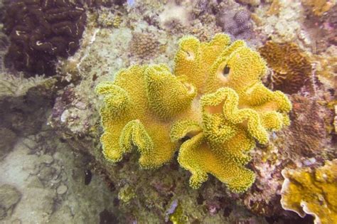  Yellowleather Coral: Living Underwater Jewels That Glimmer Like Gold