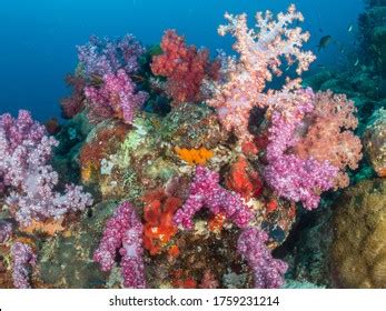  アガマソフトコーラル: 海底の宝石箱に輝く、鮮やかな色の織りなす芸術！