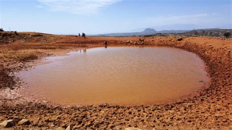  アカハライモリ：水辺の宝石と、泥にまみれた変身！