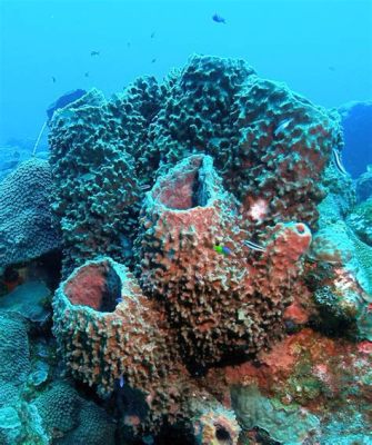   Barrel Sponge、海中の巨大な濾過器であり、驚異的な再生能力を備えた生き物！