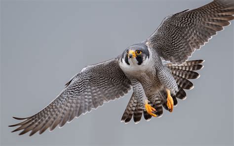  ファルコンの鋭い眼光と驚異的な飛行能力は鳥類の頂点と言える！