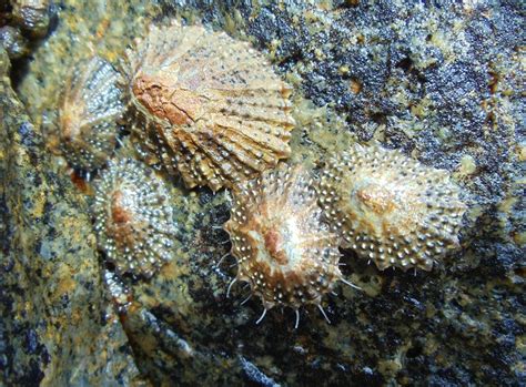  Limpet 輝かしい貝殻と頑固な生命力で知られる海洋の生き残り