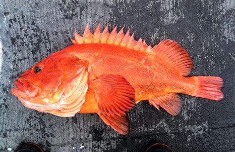  ハダカイワシ！海中を優雅に舞う、骨格魚の世界の美しき王者