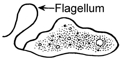  オピストコンタス！鞭毛で水の中を優雅に舞う、神秘的な単細胞生物とは？