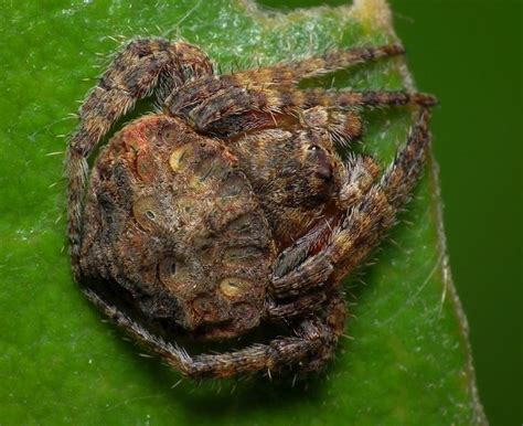  プテリジウム - 隠れた狩りの達人！驚異的な擬態能力で獲物を欺く、蜘蛛界の忍者