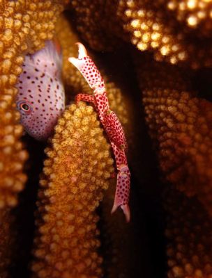  シャコ！海の宝石とも呼ばれる甲殻類の驚異的な生活様式