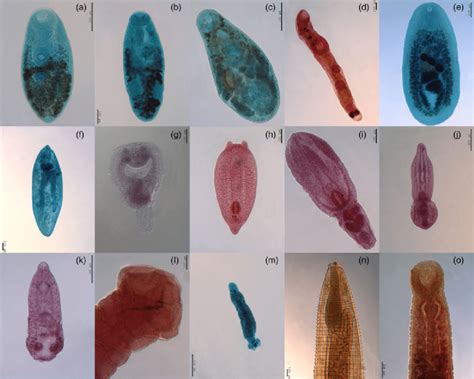  シュイゾソス、淡水にいる寄生虫の王様！ 