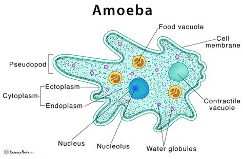  テトラミナス！粘り気のある体を持ち、驚異的な再生能力を誇るアモエボゾアの仲間