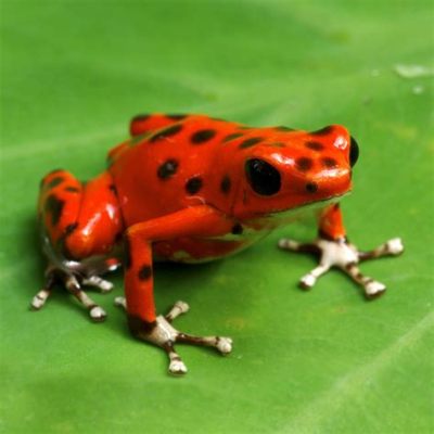  トカゲヤドクガエルは、鮮やかな色彩の皮膚と独特な毒を持つ、熱帯雨林の宝石！