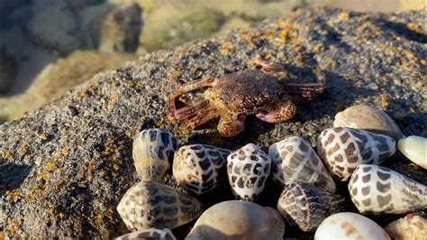  ウェーリーニジカゲキマイラ、潮だまりにひっそりと暮らす、貝殻の宝石！