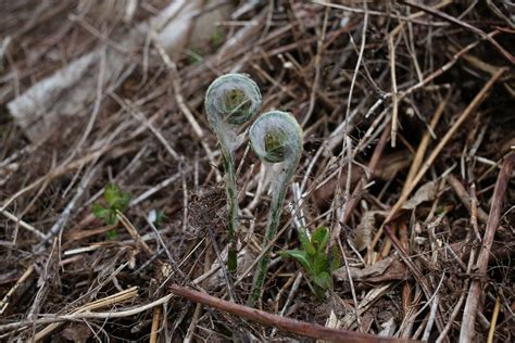  ゼニマイバエ、夜行性で鮮やかなメタリックブルーの体を持つ美しい昆虫はなぜその名前に「ゼニ」と入っているのだろうか！