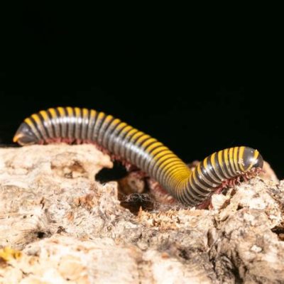  Yellow Garden Millipede: A Tiny Treasure Trove With a Voracious Appetite!