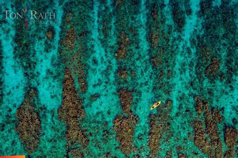  YELLOW GROOVE CORAL: 珊瑚の織り成す壮麗な風景と、その複雑に絡み合った生命システム！